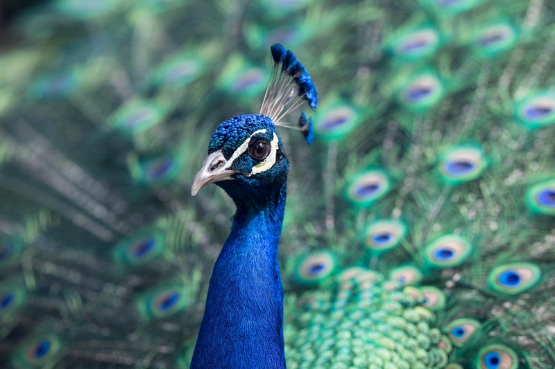 proud peacock displays its colorful blue and green feathers, proud peacock 4k