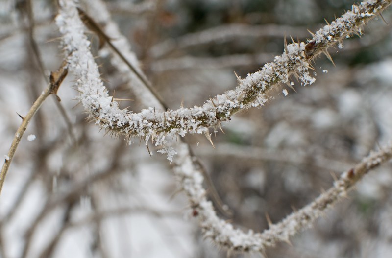 snowflakes among the thorns 4k