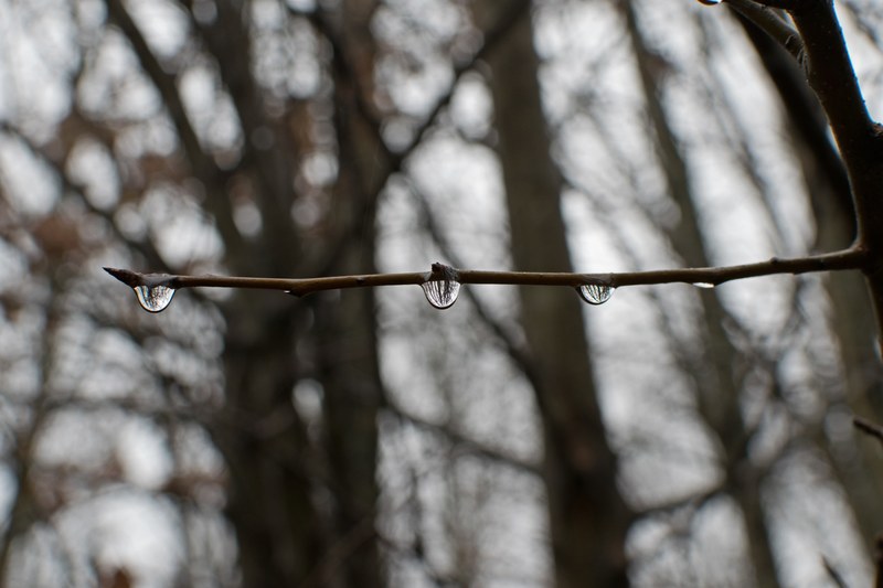 raindrops on branch 4k