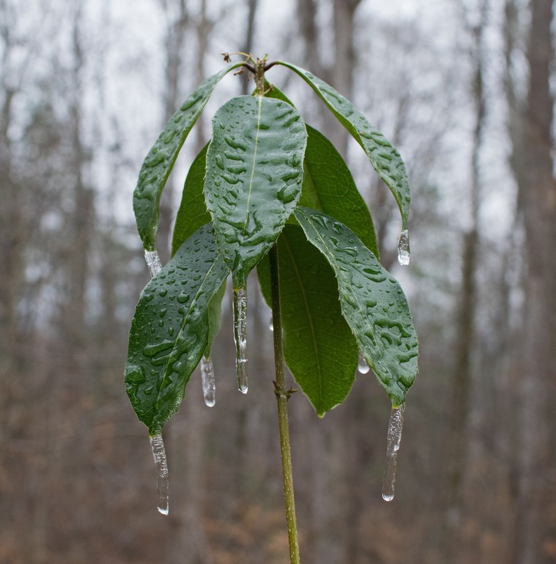 freezing rain on sweet olive 4k
