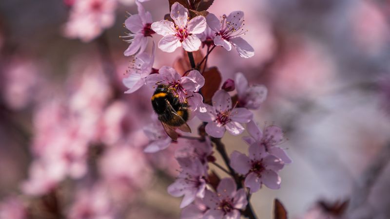 cherry, flowers, bumblebee, macro, 4k