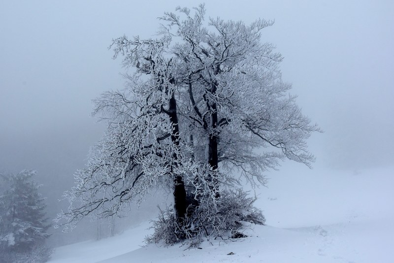 outdoor tree azure and scenery 4k
