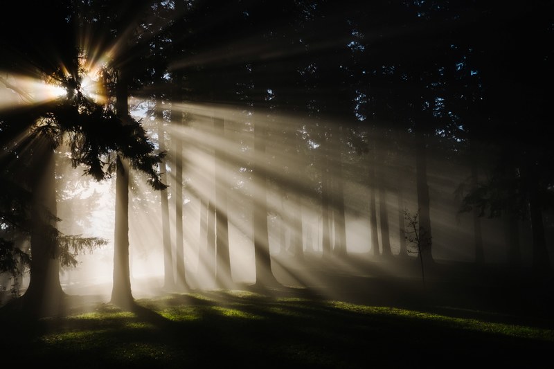 pale sun rays breaking through the canopy of tall trees during sunrise, sunrise breaking into the forest 4k