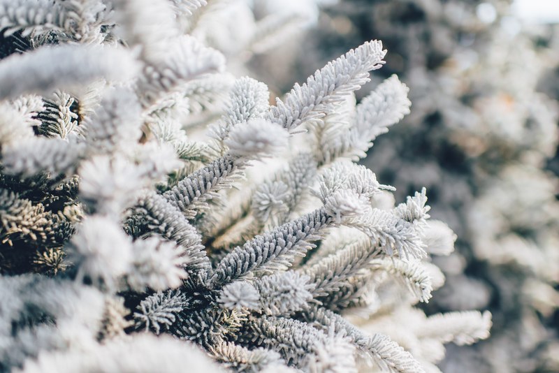a macro of a pine tree covered with a layer of winter snow and ice, tree branches covered in snow 4k