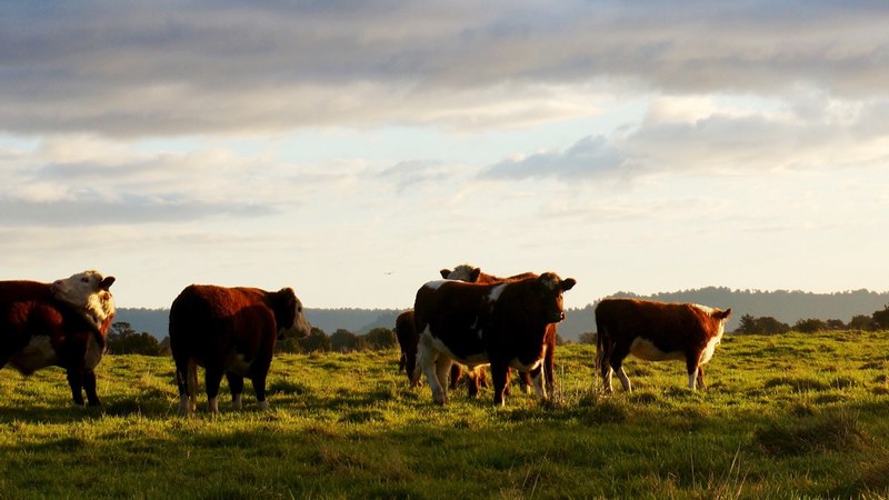 cow field cattle and animal 4k