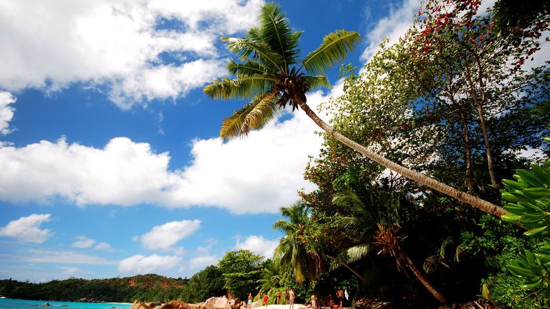beach, sand, palm trees, 4k