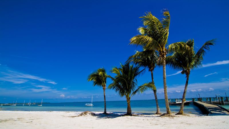 palm trees, sand, beach, summer, 4k