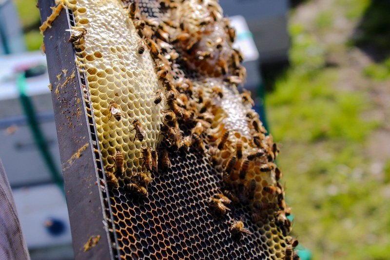 bees honey wax and hive 4k
