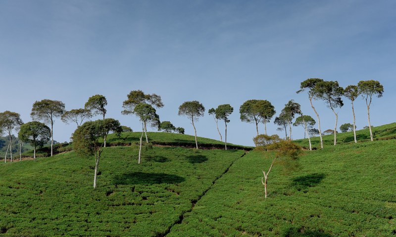tree calm tranquil and hillside 4k