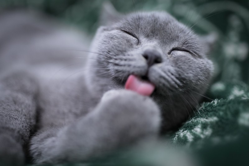 cat grey kitten and feline 4k