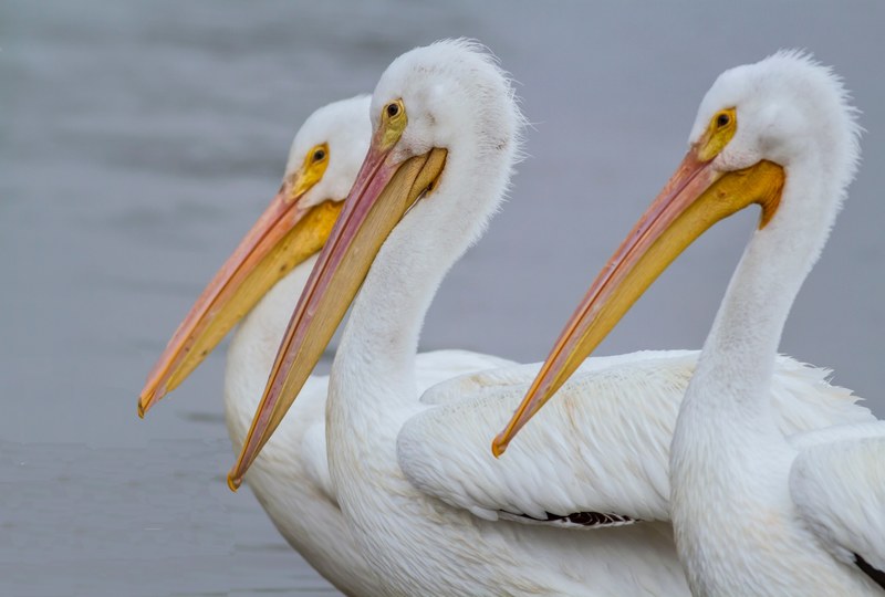 three white pelicans 4k