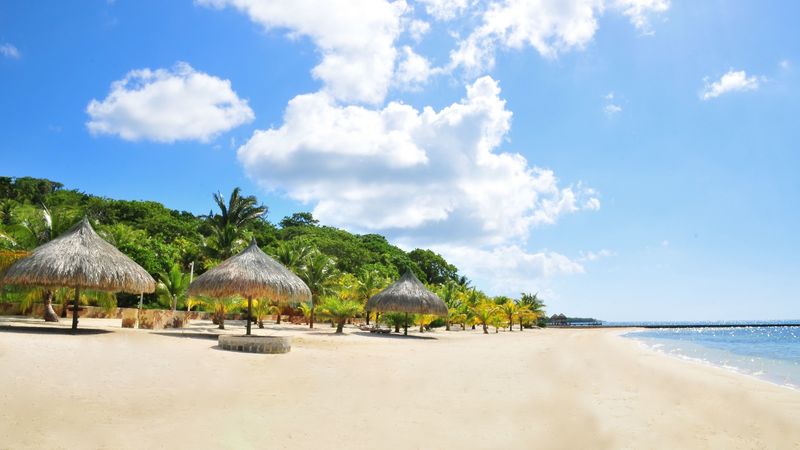 tropics, beach, palm trees, sand, 4k