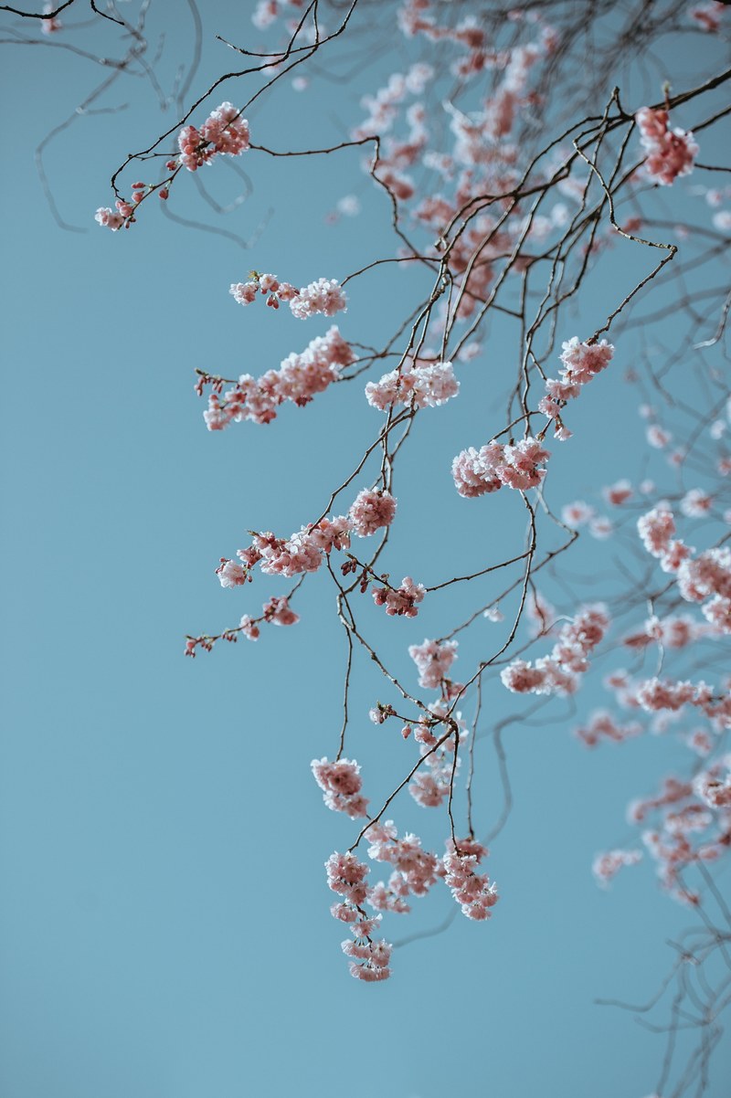 branch with pink blossom against clear blue sky in spring, spring blossom 4k
