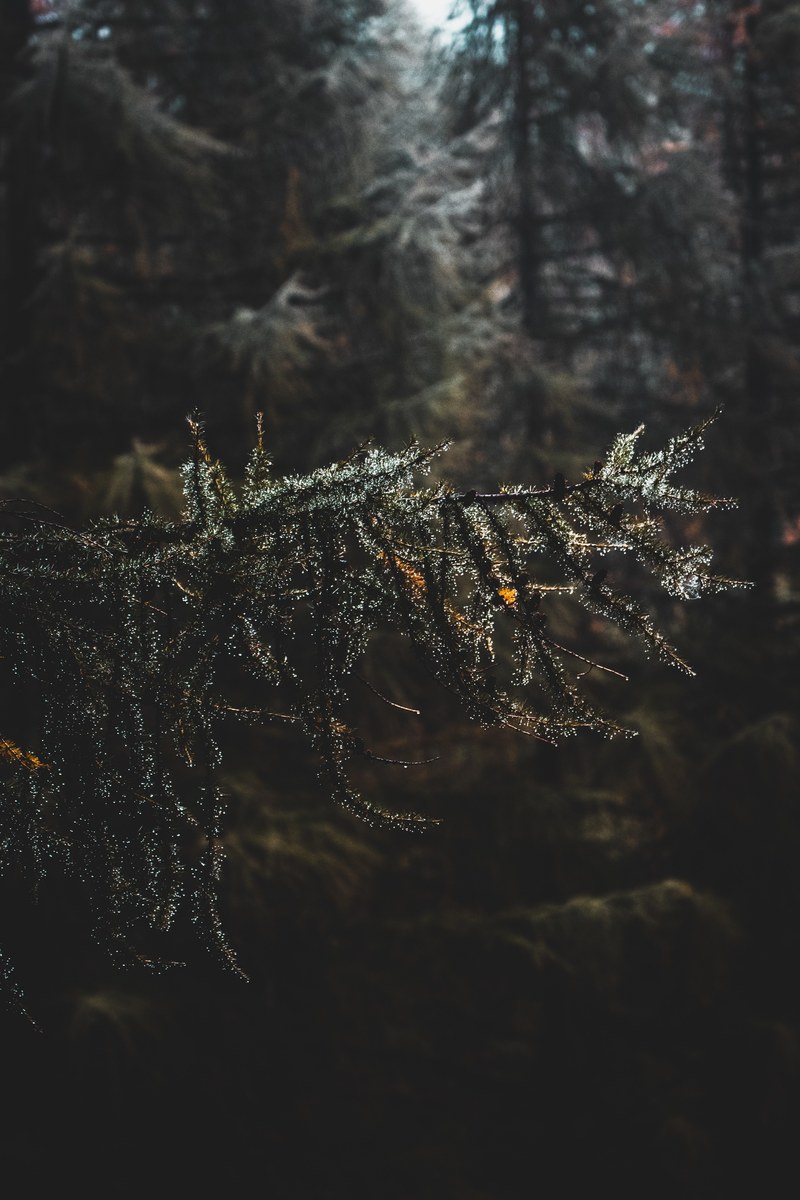 tree woodland forest and foliage hd, 4k