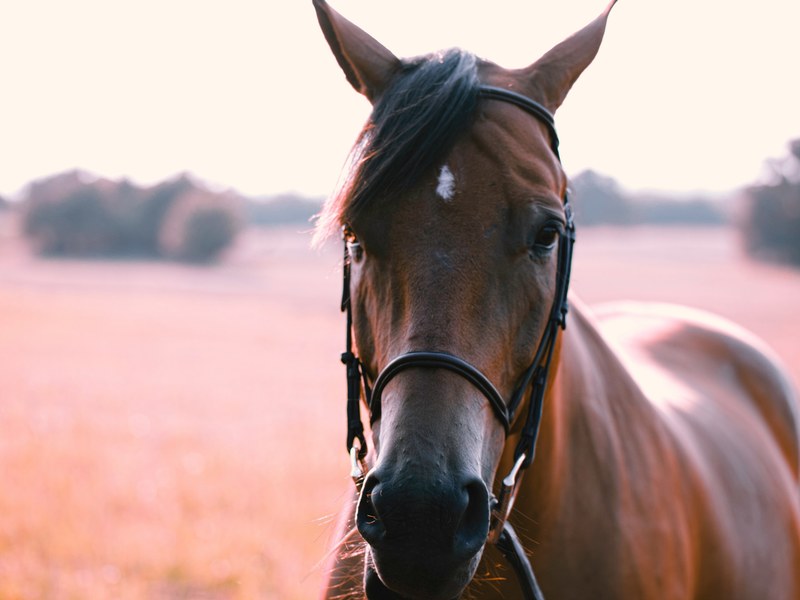 fiesta the horse 4k