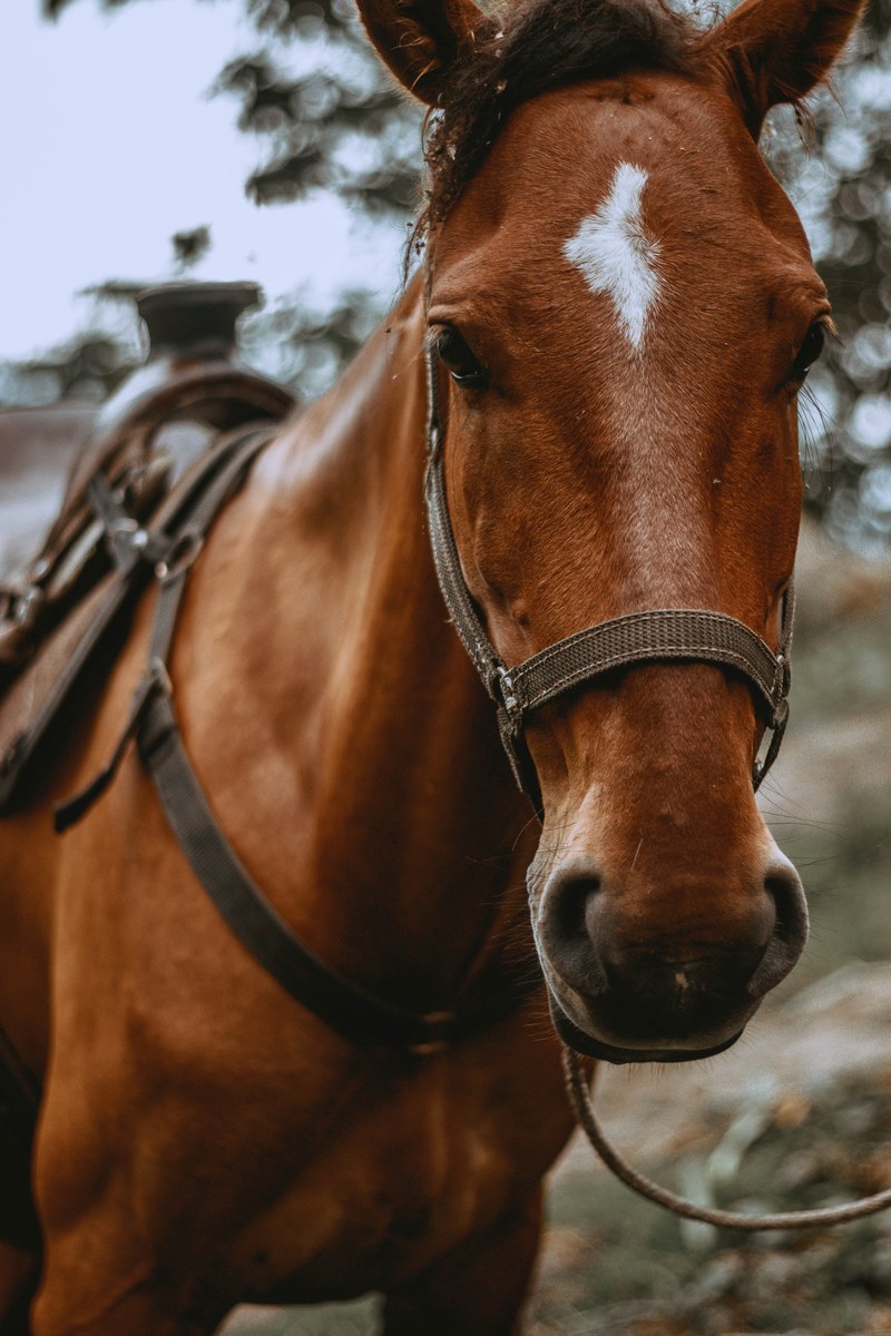 animal horse saddle and riding hd, 4k