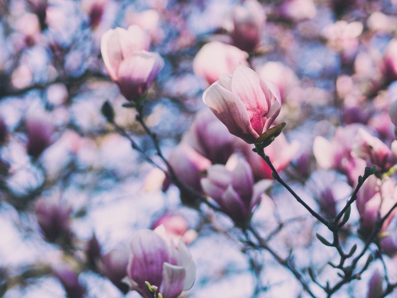 close up of magnolia tree and magnolia flowers in spring, springtime magnolia 4k