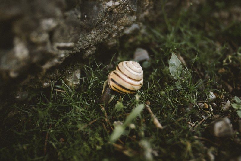 a snail crawls beside a large rock on a patch of grass, snail next to rock 4k