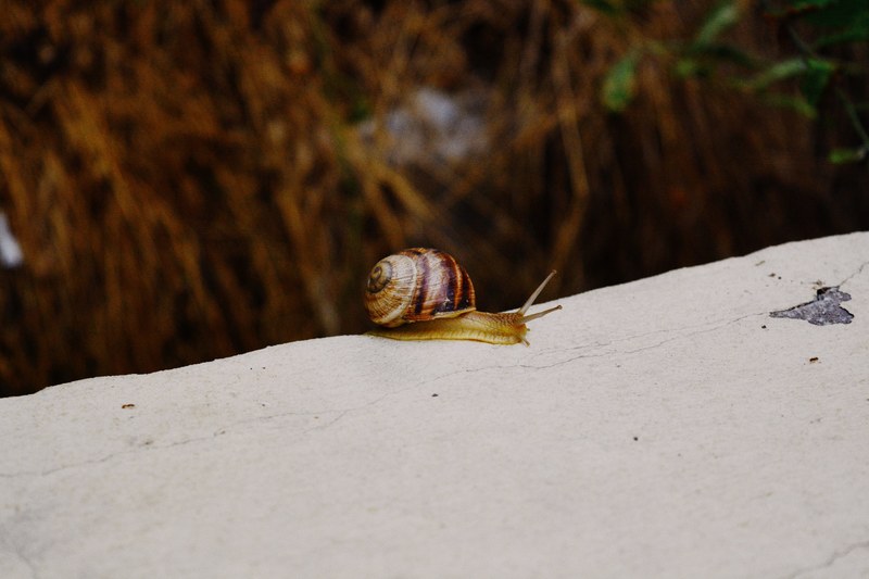 snail ledge slow and animal 4k