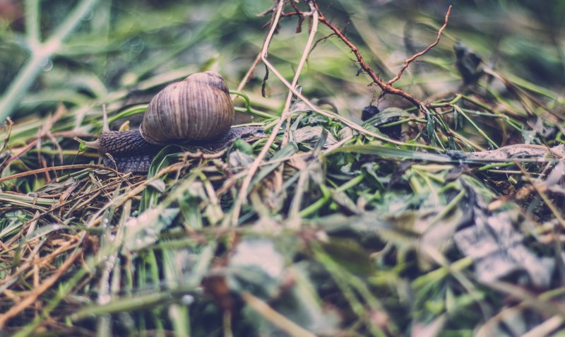 a snail slowly making its way through the grass covered ground, snail in the grass 4k