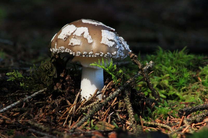close up of a brown and white mushroom on the forest floor, brown mushroom in a forest 4k