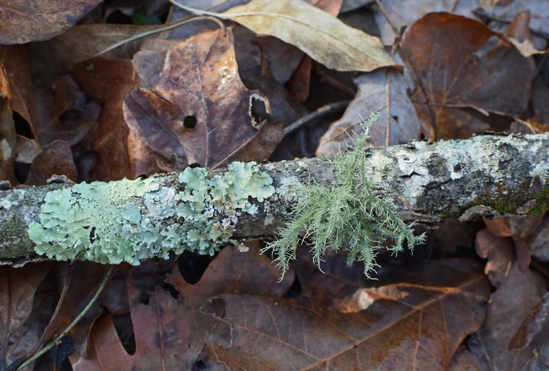assorted lichens on fallen branch 4k