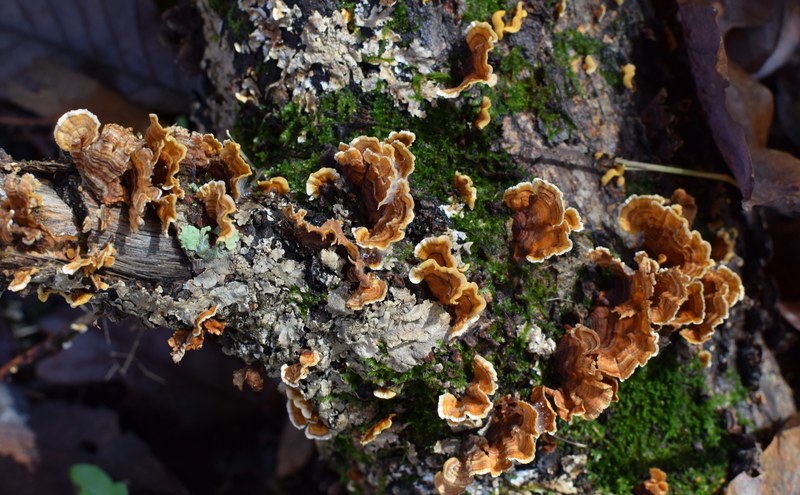 fall mushrooms and lichens 4k