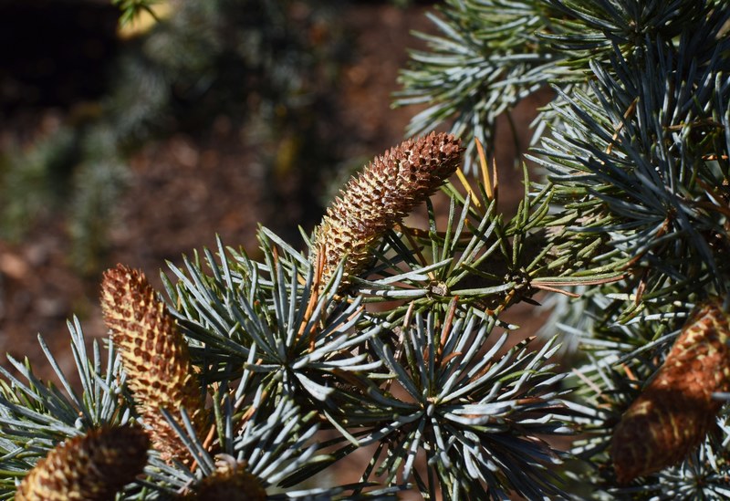 pollen laden cones on weeping spruce 4k