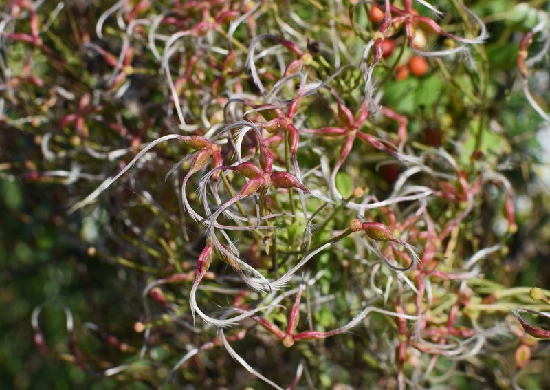 feathery autumn clematis seeds 4k