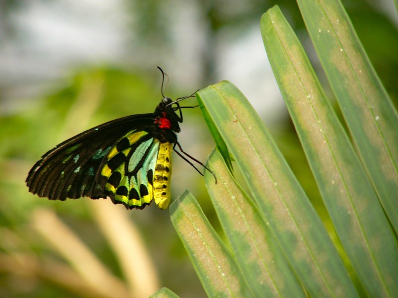 butterfly in conservatory n_falls 4k
