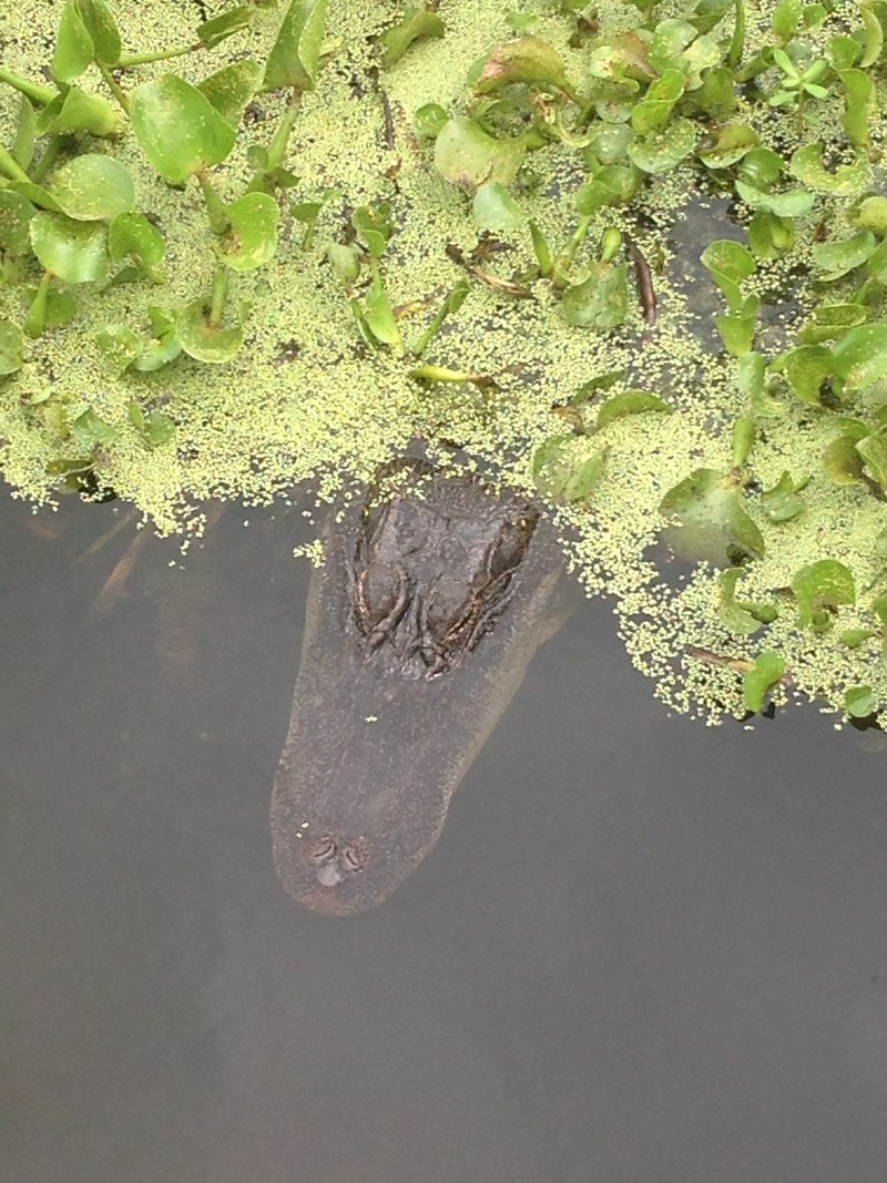 brazos bend alligators 4k