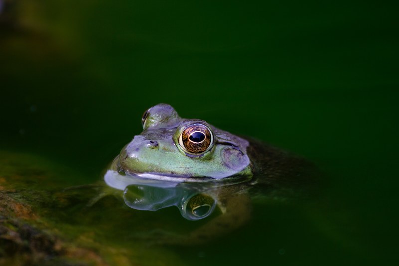 a frog with orange and yellow eyes surfacing from a clear pond, green frog surfacing pond 4k
