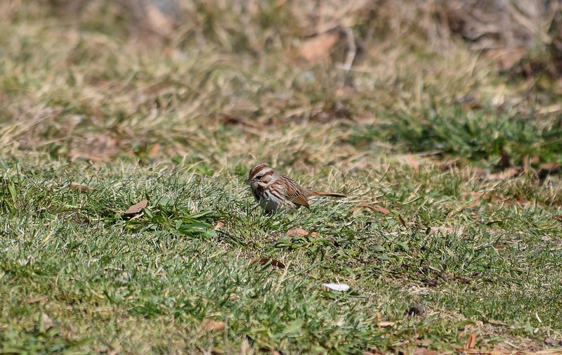 early arriving song sparrow 4k