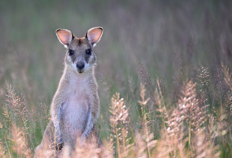 young wallaby 4k