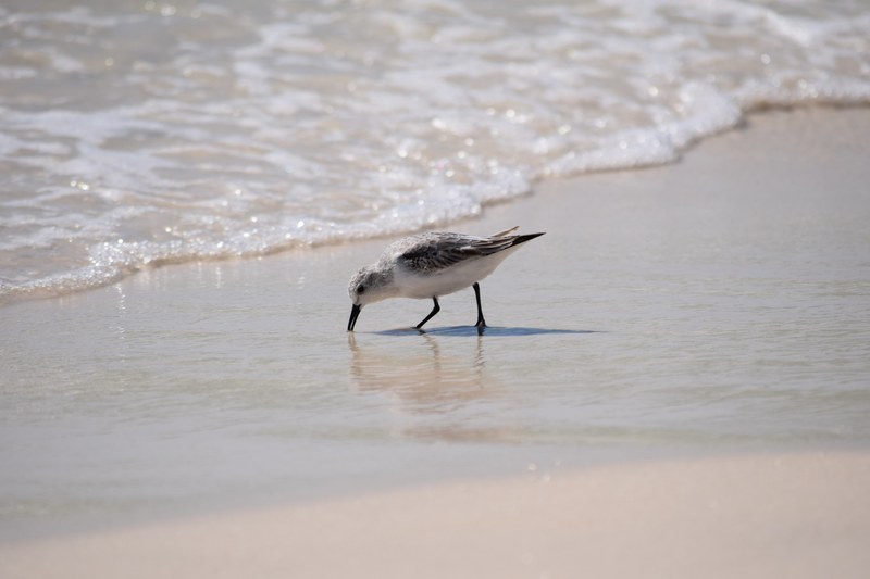 sanderling looking for dinner 4k