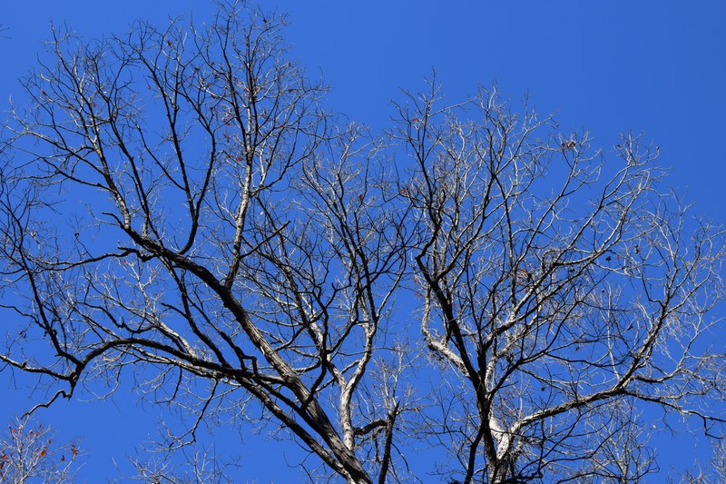 bare oak tree silhouetted against the sky 4k
