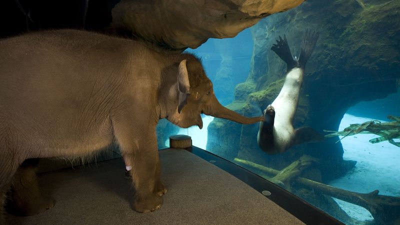 elephant, seal, friends, 4k