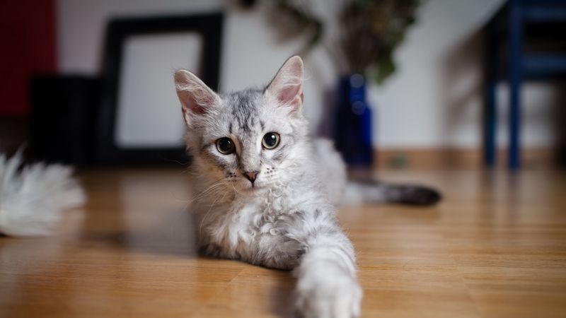 cat, paw, lie down, 4k