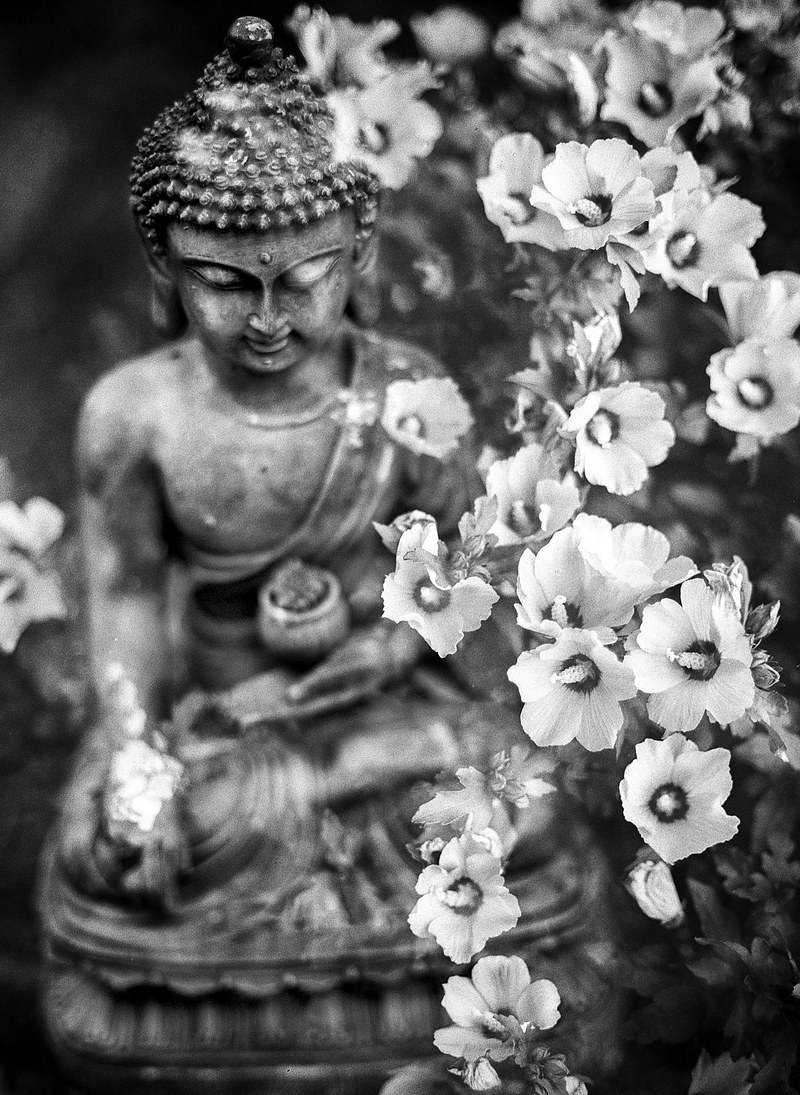 black and white photograph of a stone buddha statue under a cherry blossom tree, you are not here by accident_ 4k