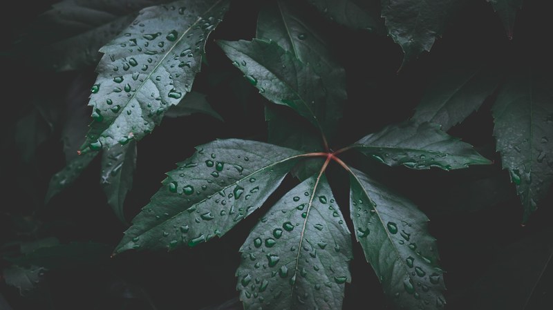 leaf wet water and droplet 4k