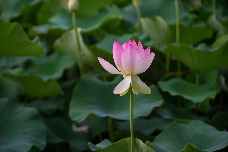 a pink flower rising up on its straight stem above big round leaves, water lily 4k
