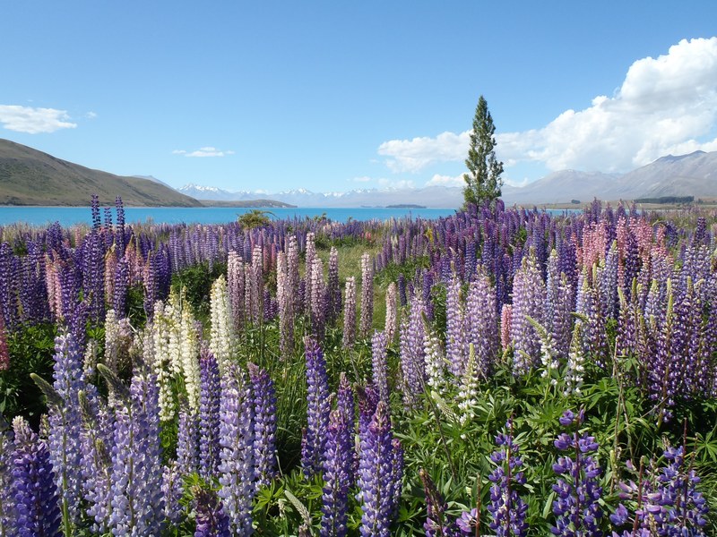 tall lupine flowers in a meadow by a blue mountain lake, lupine near a mountain lake 4k