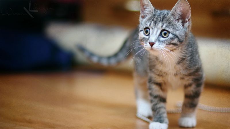 kitten, beads, chain, look, playful, 4k