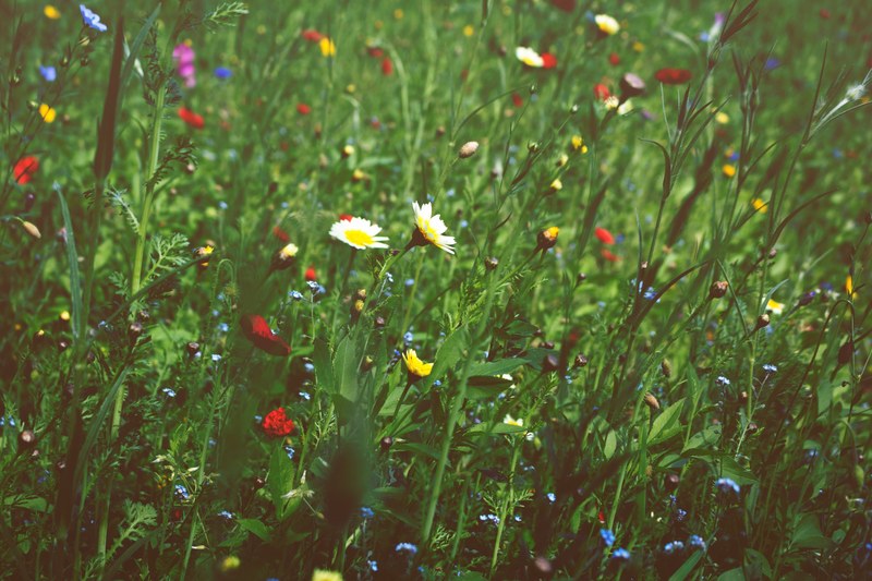 long shot of multicolored tall wildflowers in long tall grass in spring, tall grass flower spring 4k