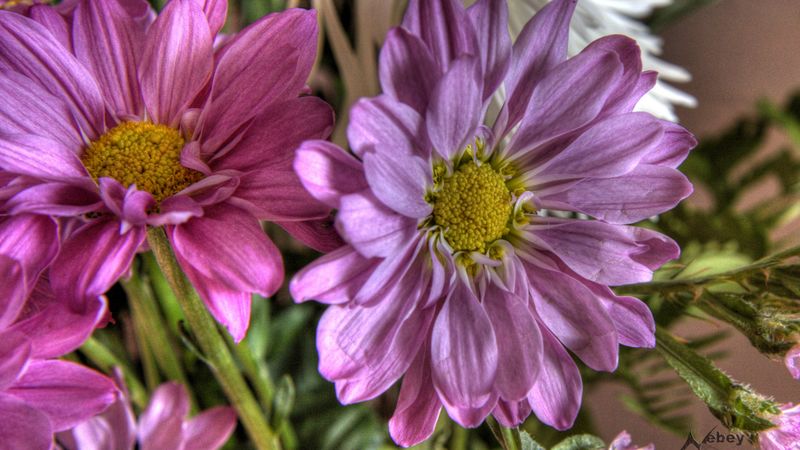 hdr, flower, flowers, 4k