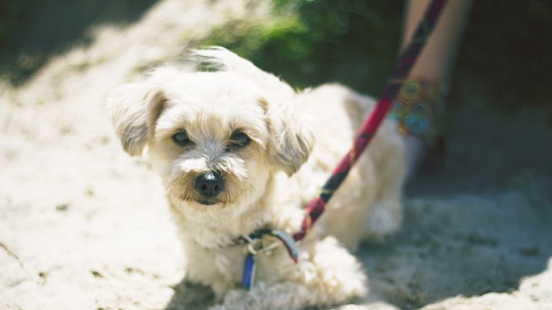 dog, muzzle, leash, lie, 4k