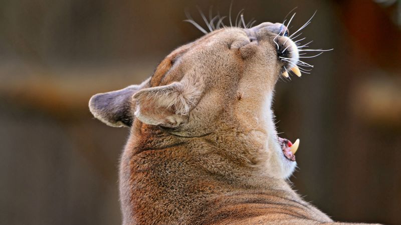 cougar, yawn, muzzle, 4k