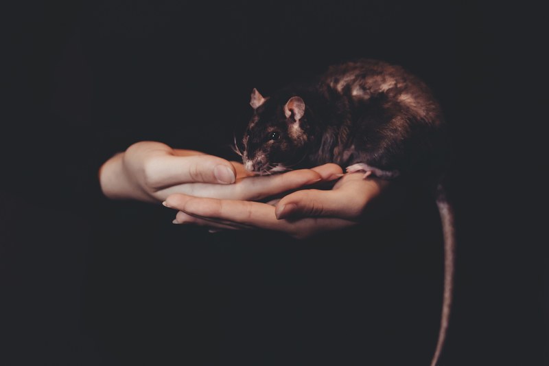 hand rat pet and animal 4k