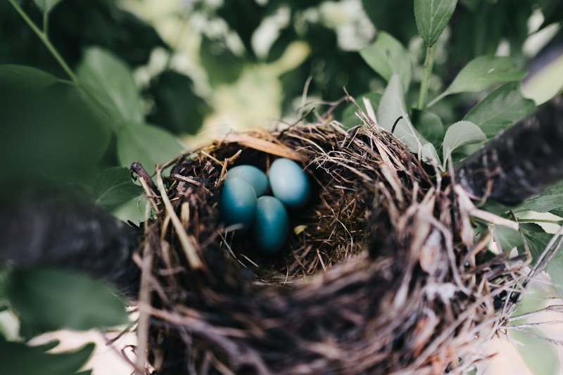 nest egg birds nest and branch 4k