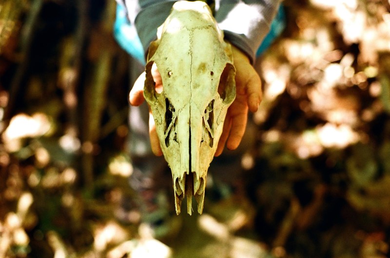 hands outstretched holding a skull of a wild animal, animal skull 4k